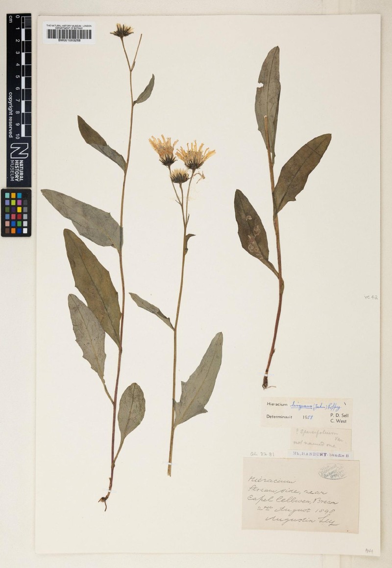 Hieracium linguans photo 2