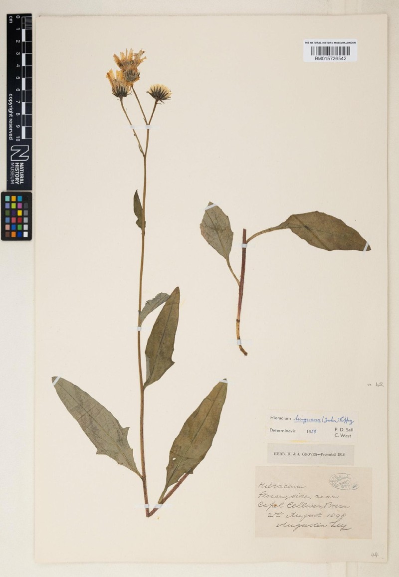 Hieracium linguans photo 3