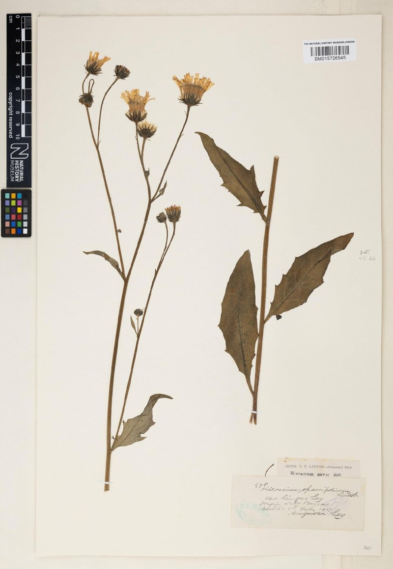 Hieracium linguans photo 4