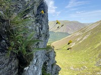 Hieracium lingulatum