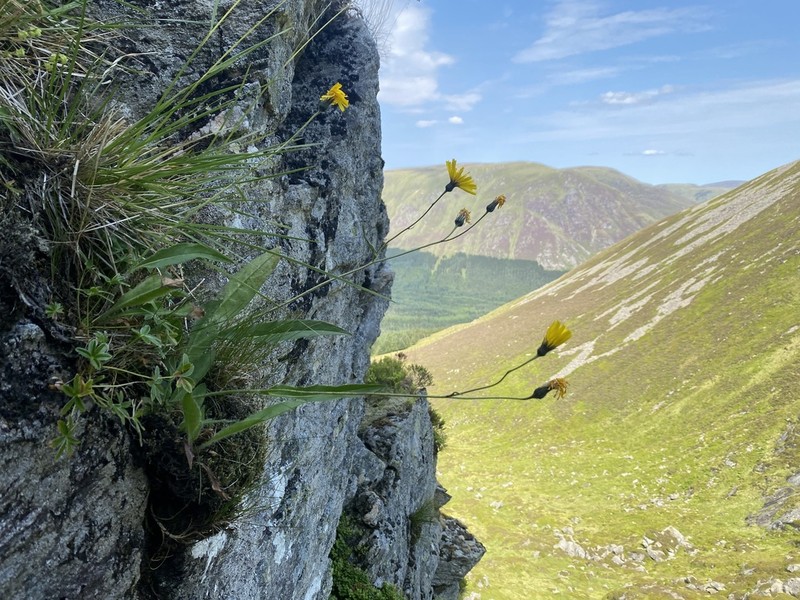 Hieracium lingulatum
