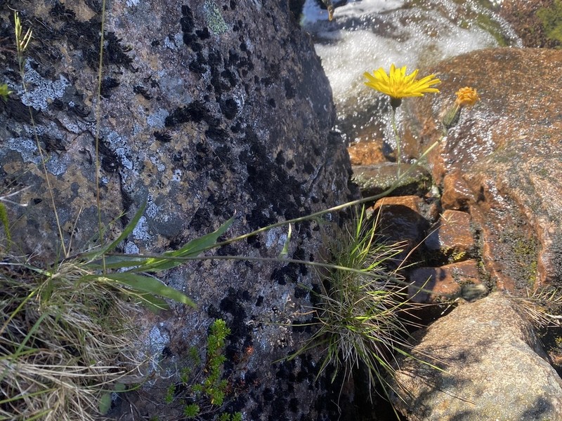 Hieracium lingulatum photo 2