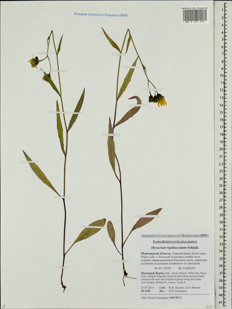 Hieracium linifolium