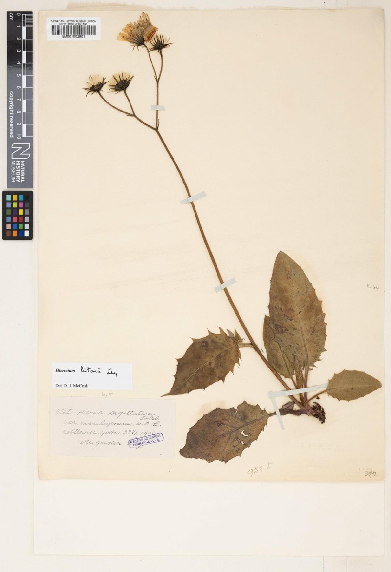 Hieracium lintonii