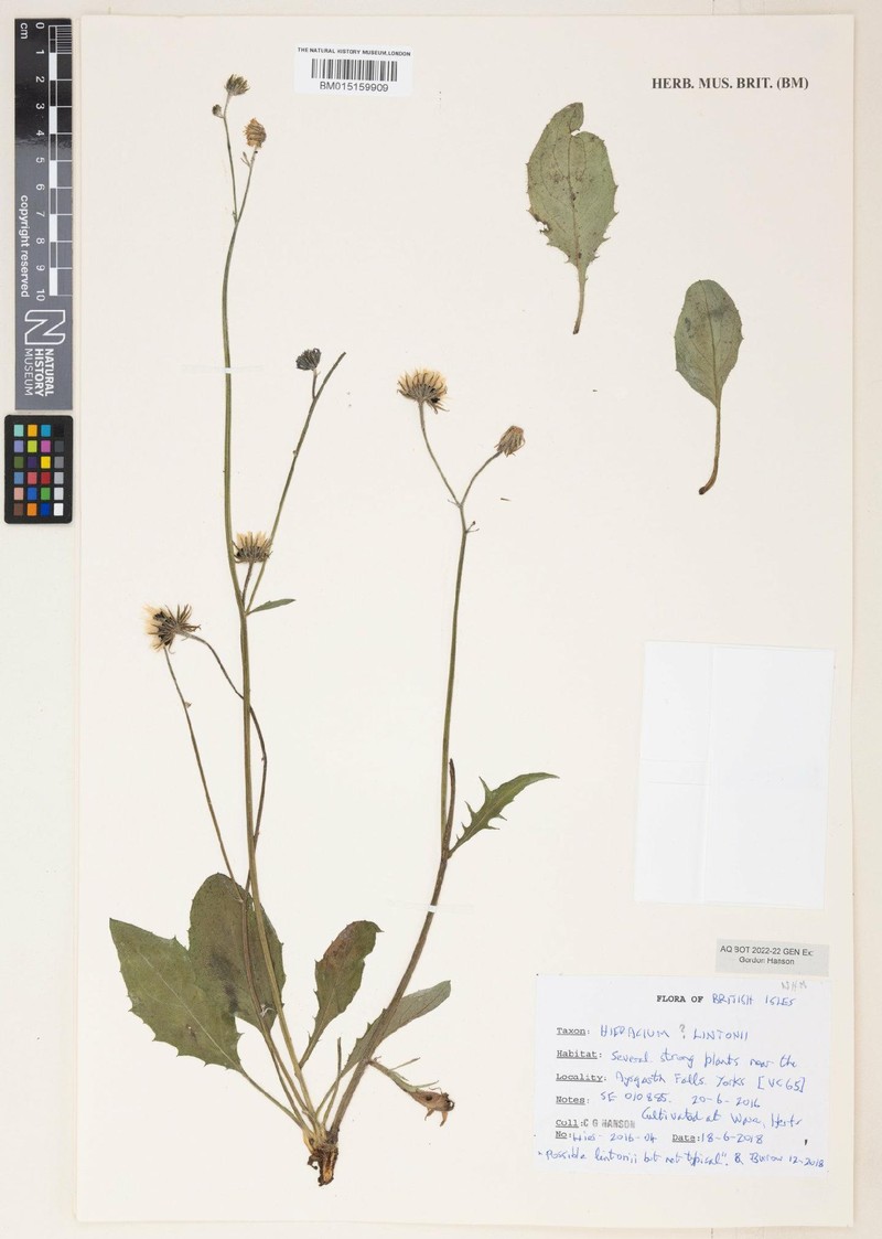 Hieracium lintonii photo 2