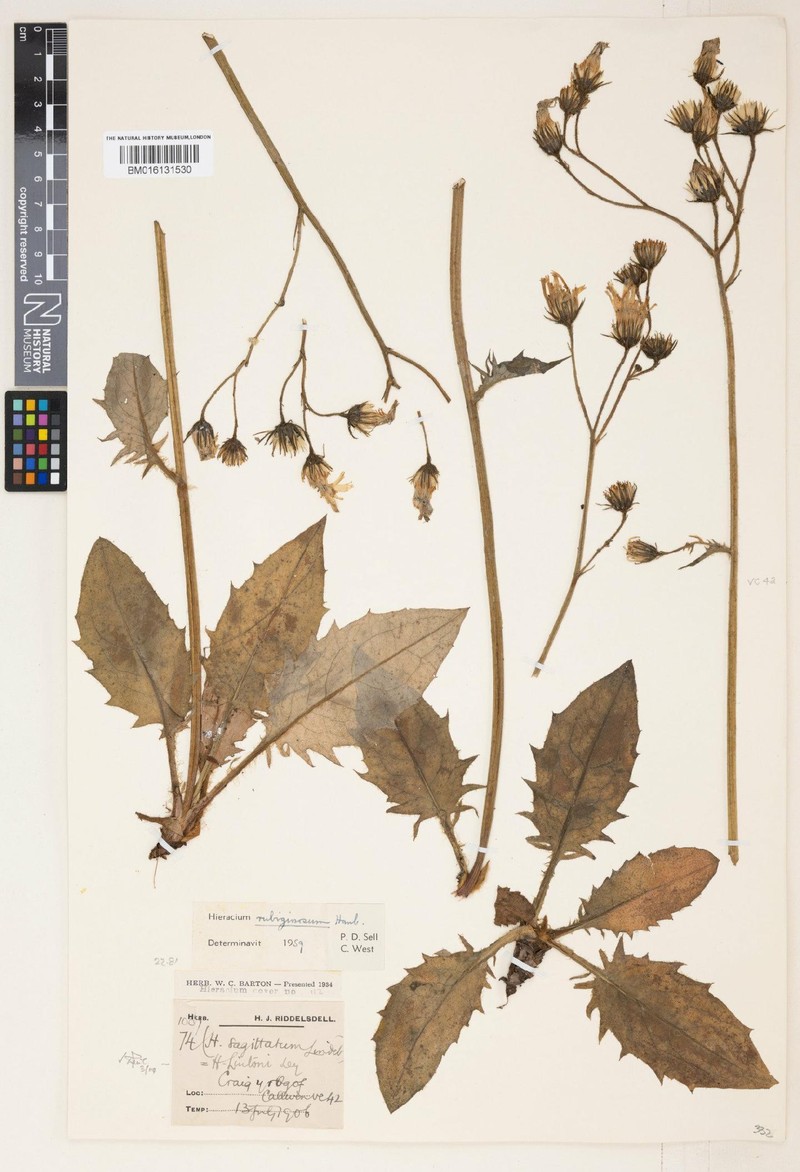 Hieracium lintonii photo 3