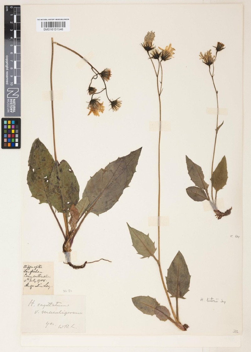 Hieracium lintonii photo 4