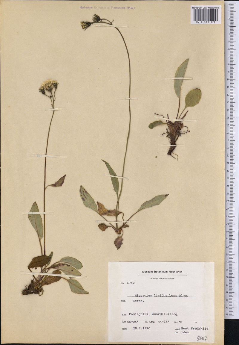 Hieracium lividorubens