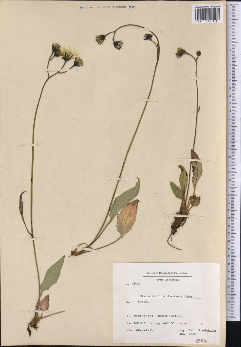Hieracium lividorubens photo 2
