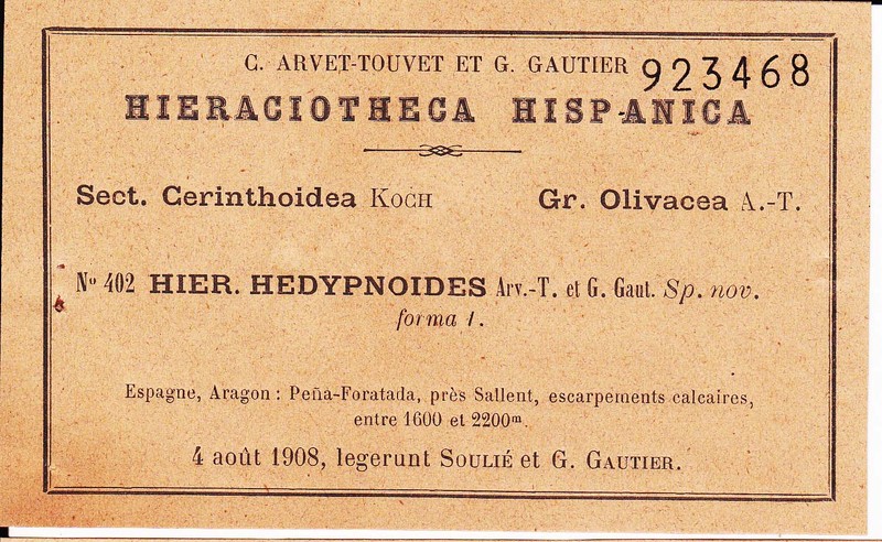 Hieracium lividum