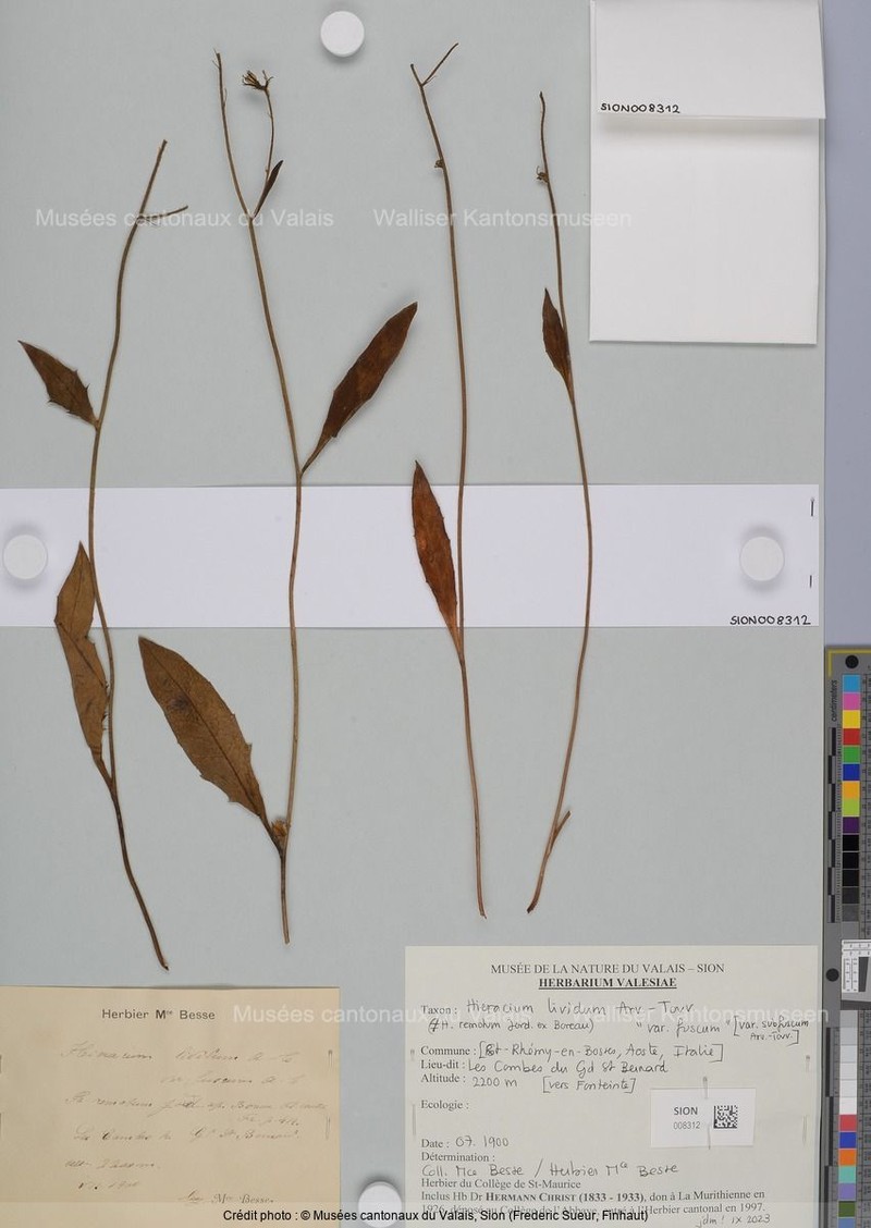 Hieracium lividum photo 2