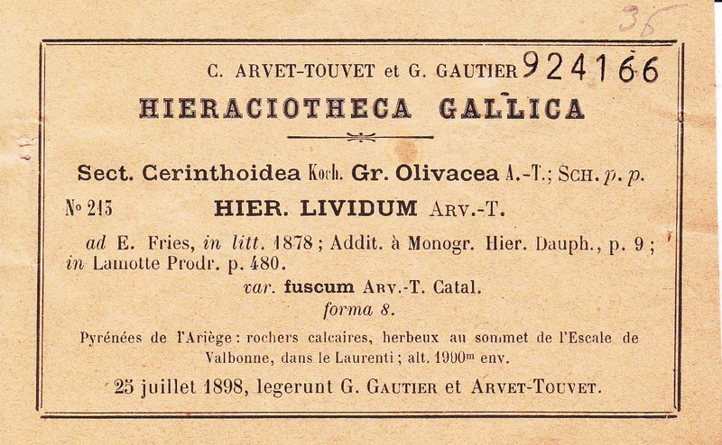 Hieracium lividum photo 3