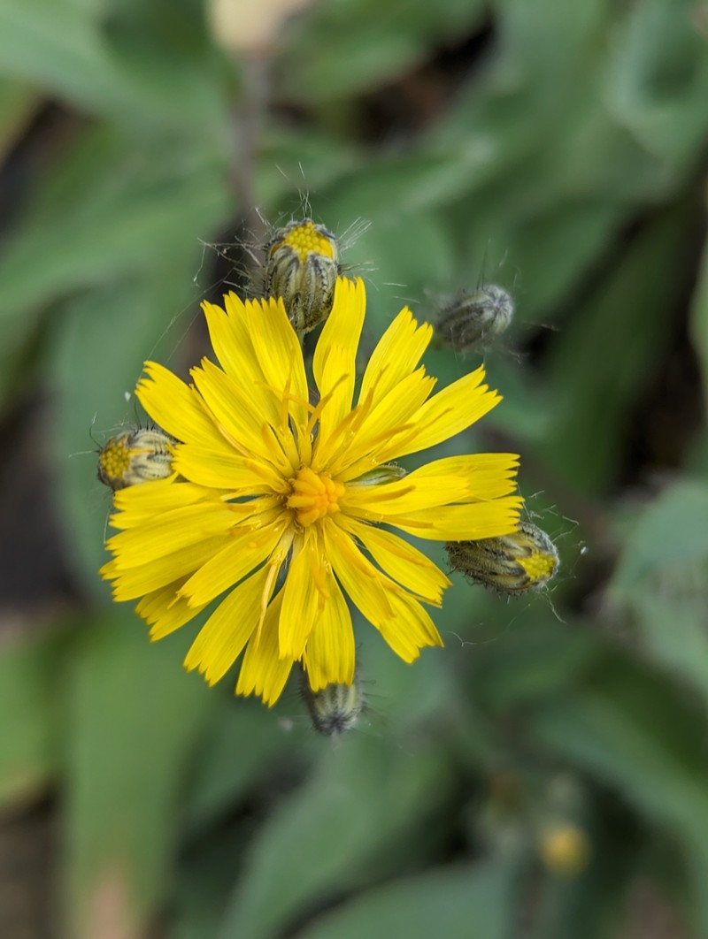Longbeard Hawkweed