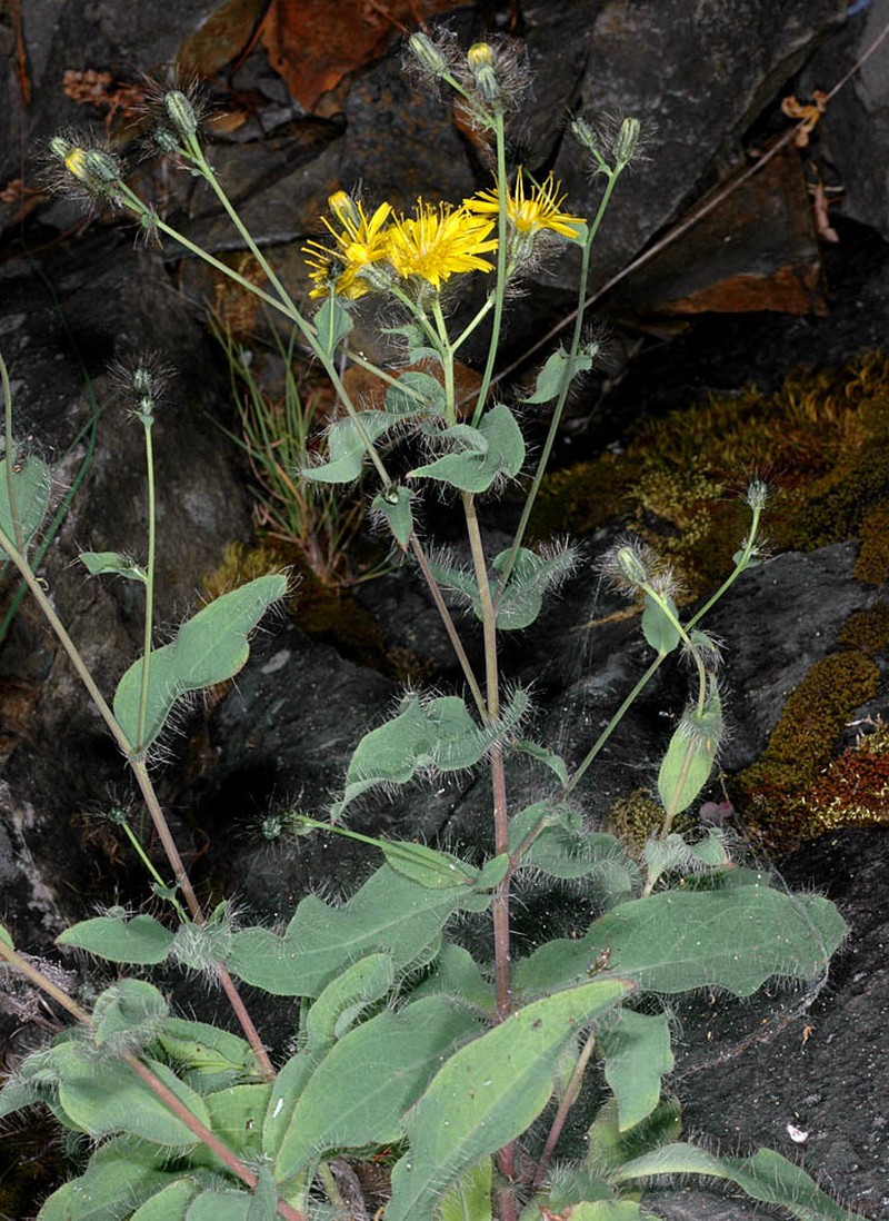 Longbeard Hawkweed
