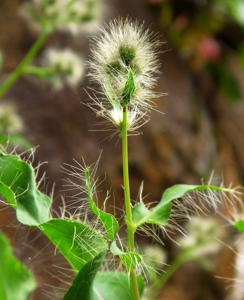 Longbeard Hawkweed photo 2