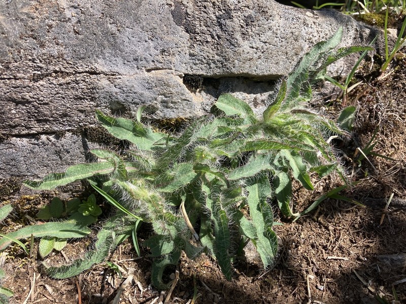 Longbeard Hawkweed photo 3