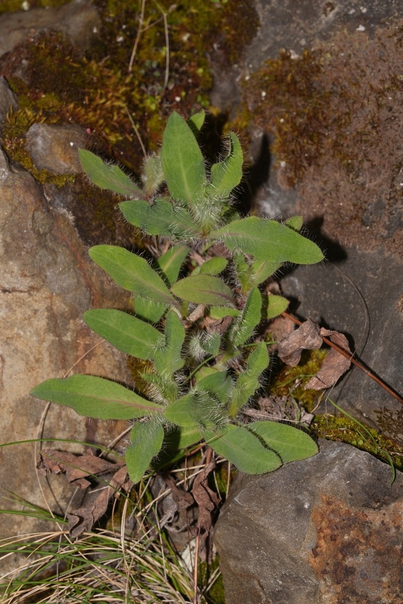 Longbeard Hawkweed photo 4