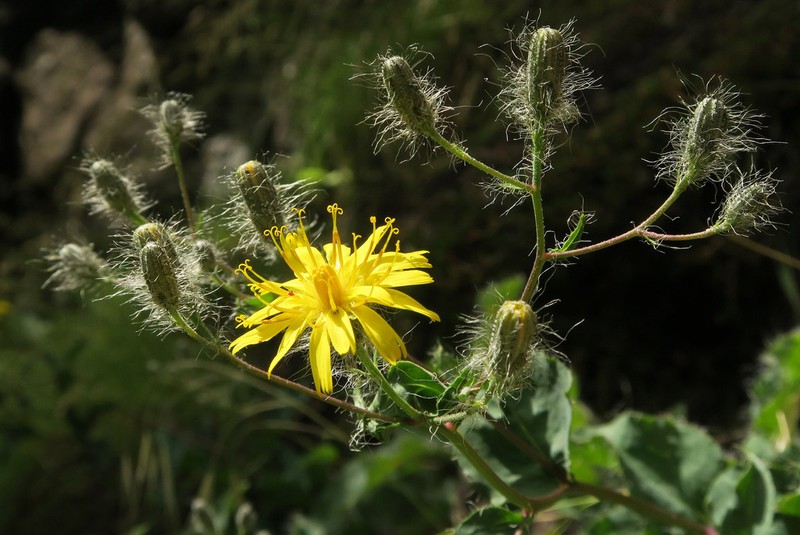 Longbeard Hawkweed photo 5