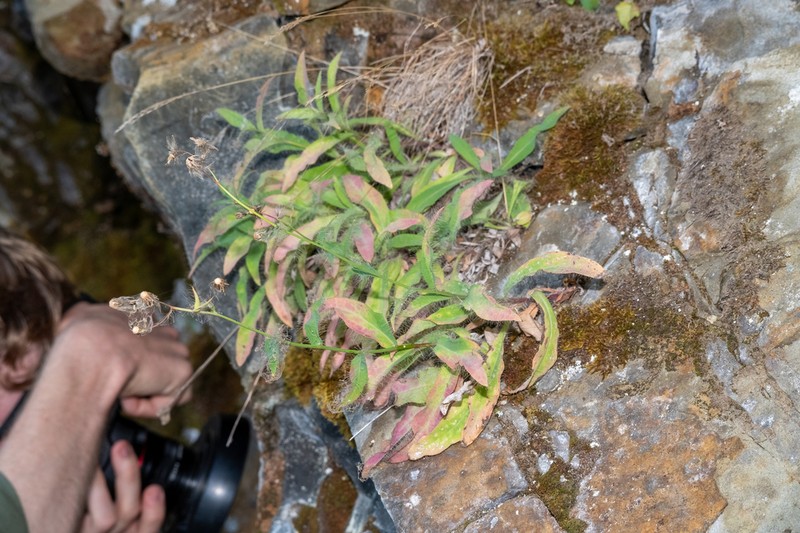 Longbeard Hawkweed photo 7