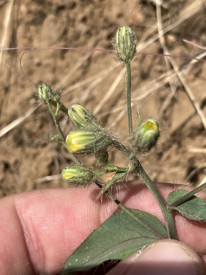 Longbeard Hawkweed photo 8