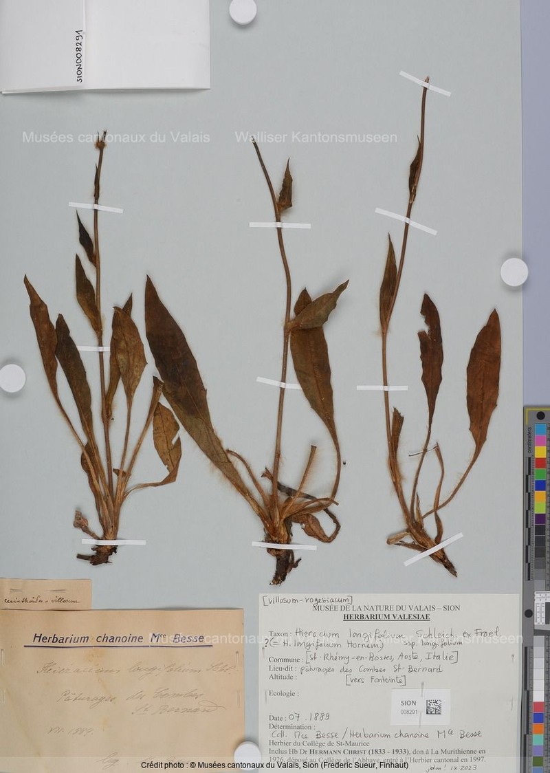 Hieracium longifolium photo 2