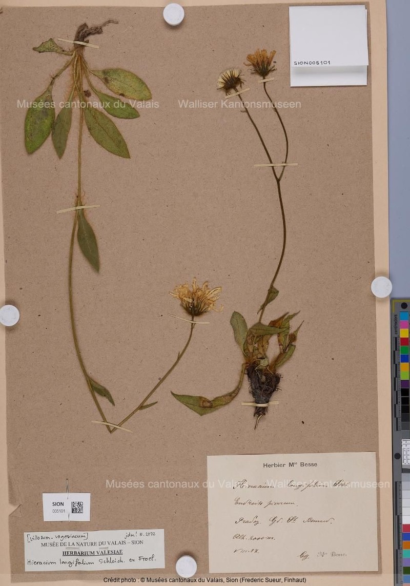 Hieracium longifolium photo 3