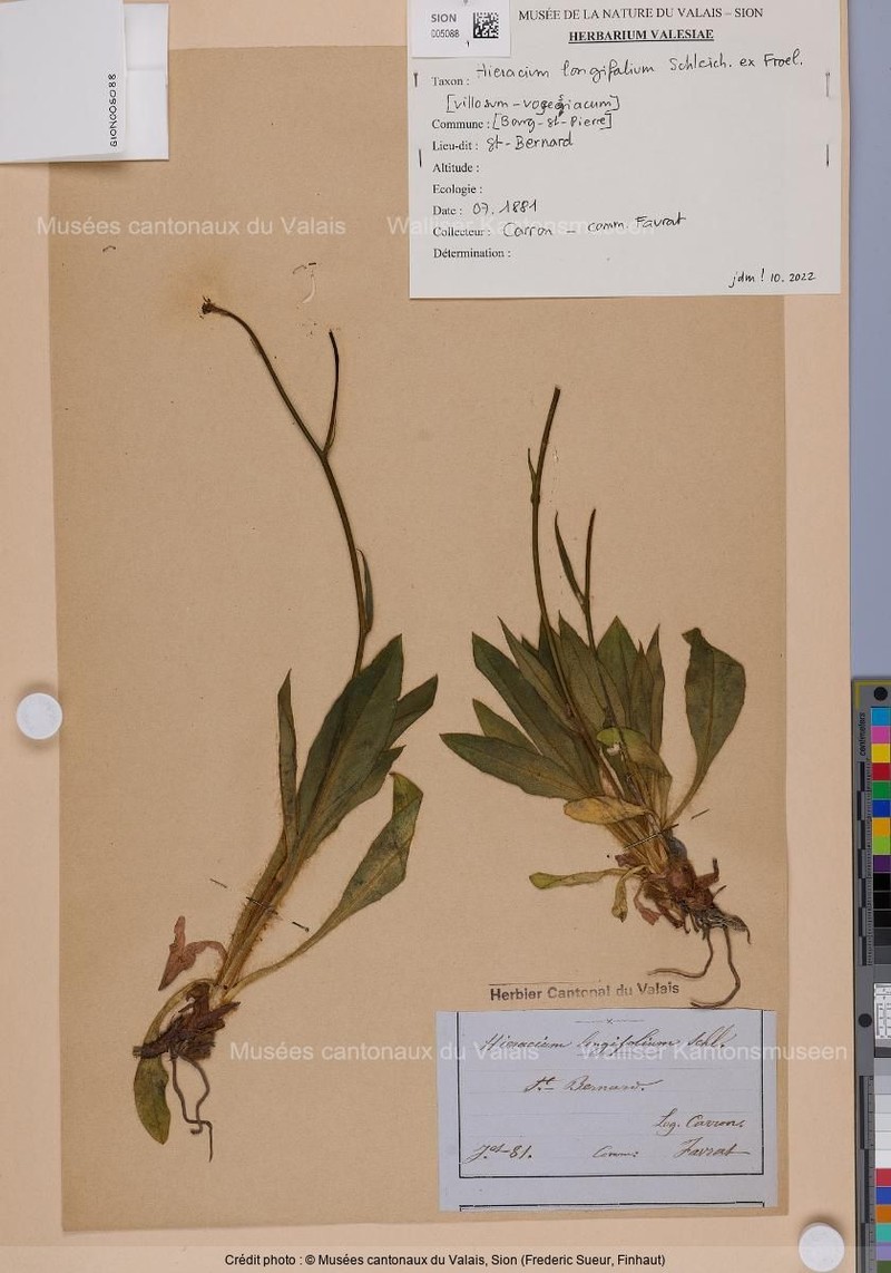 Hieracium longifolium photo 4