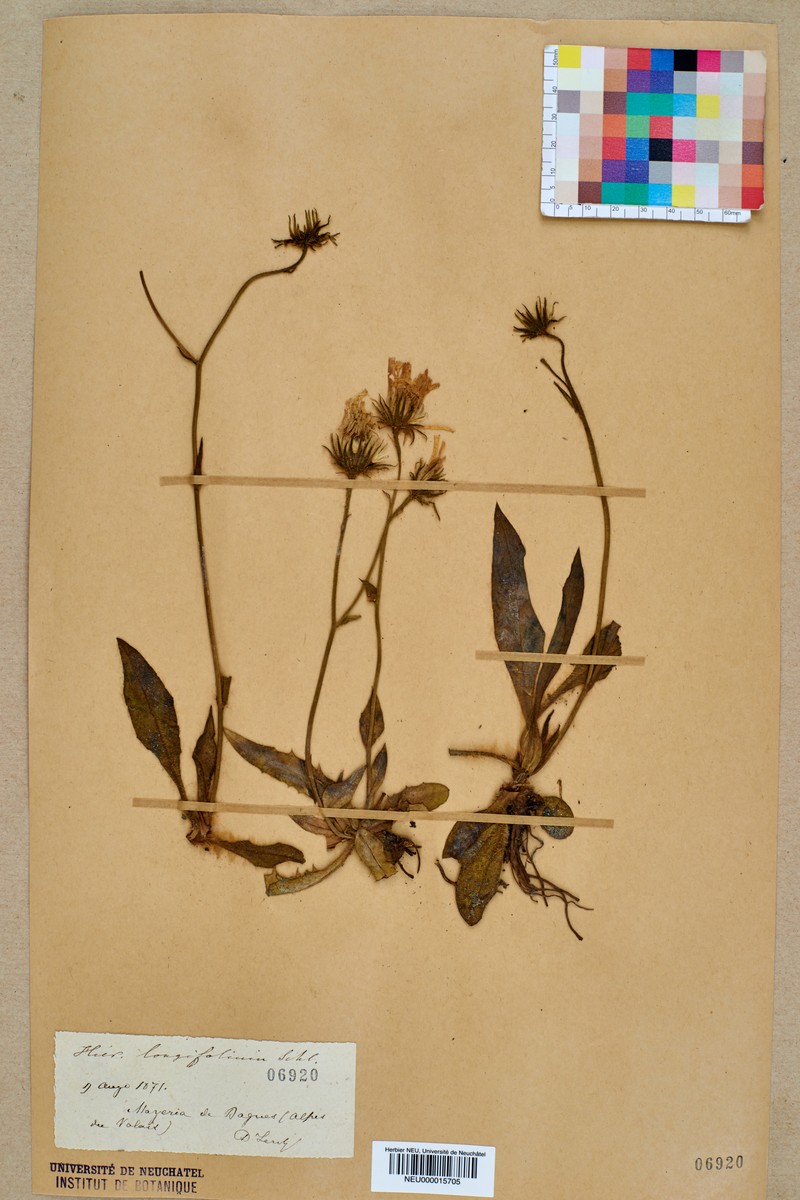 Hieracium longifolium