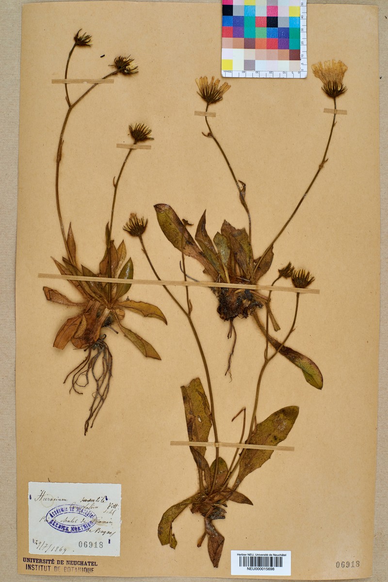 Hieracium longifolium photo 5