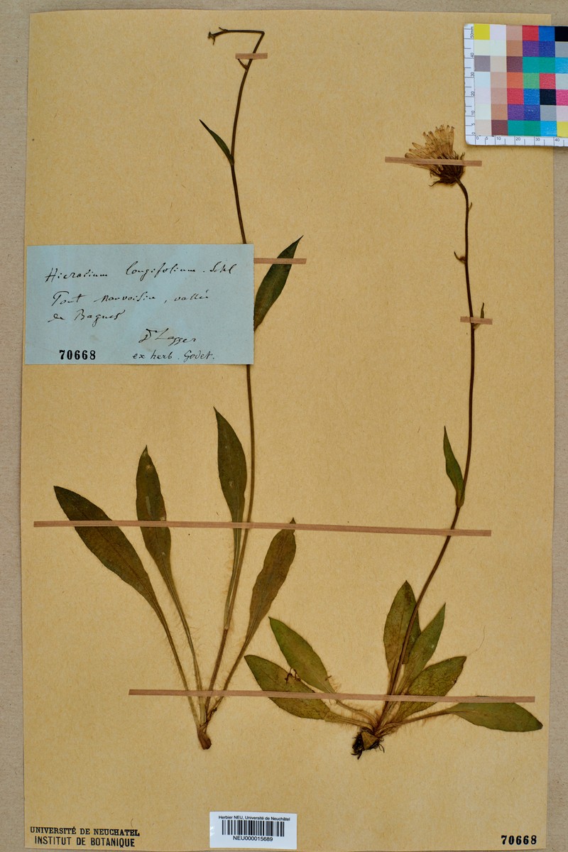 Hieracium longifolium photo 6