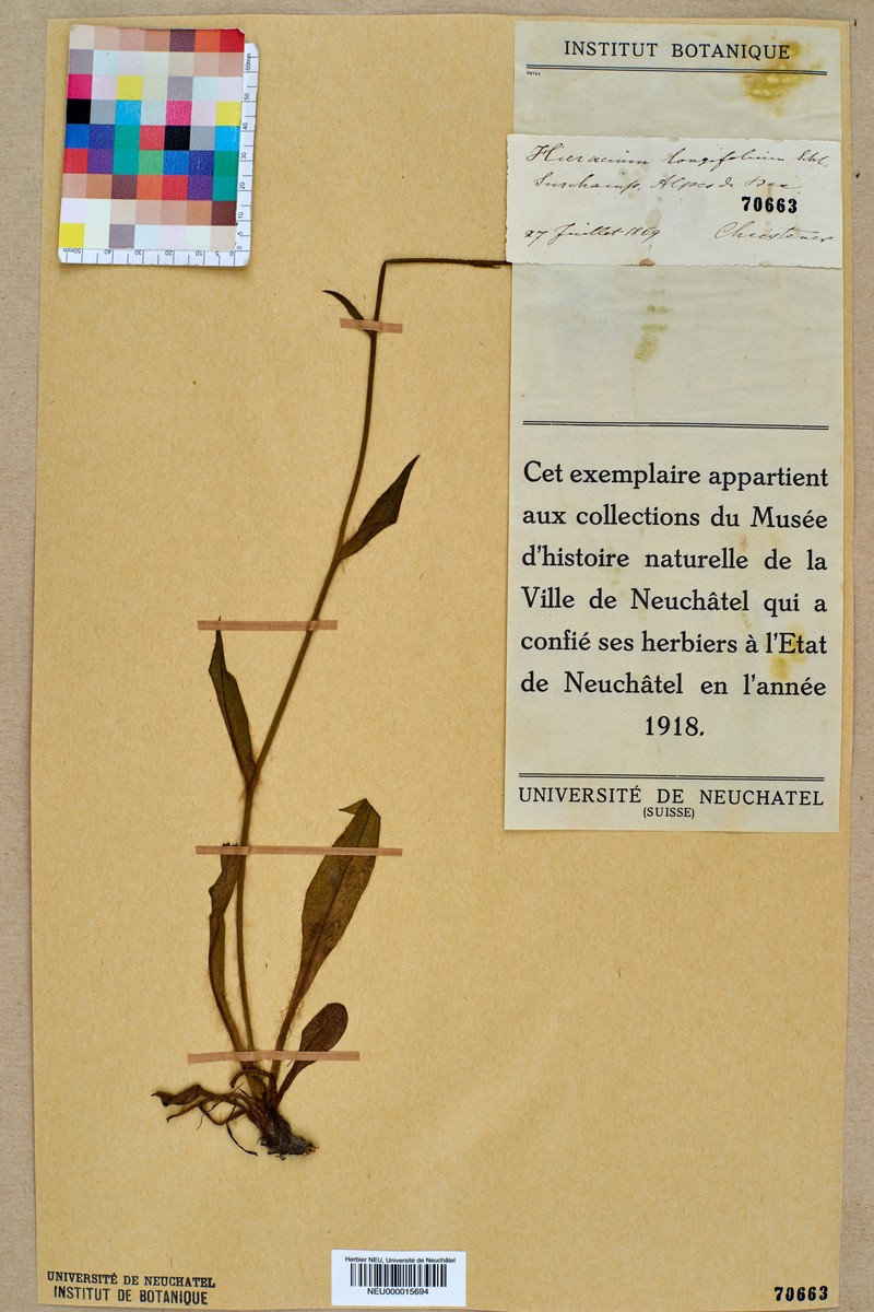 Hieracium longifolium photo 7