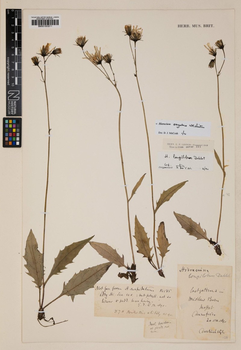 Hieracium longilobum