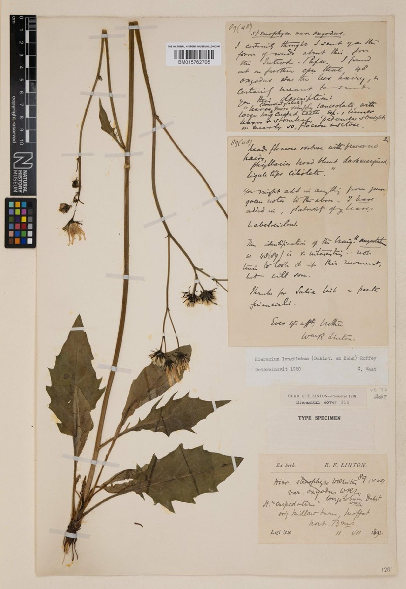 Hieracium longilobum photo 2