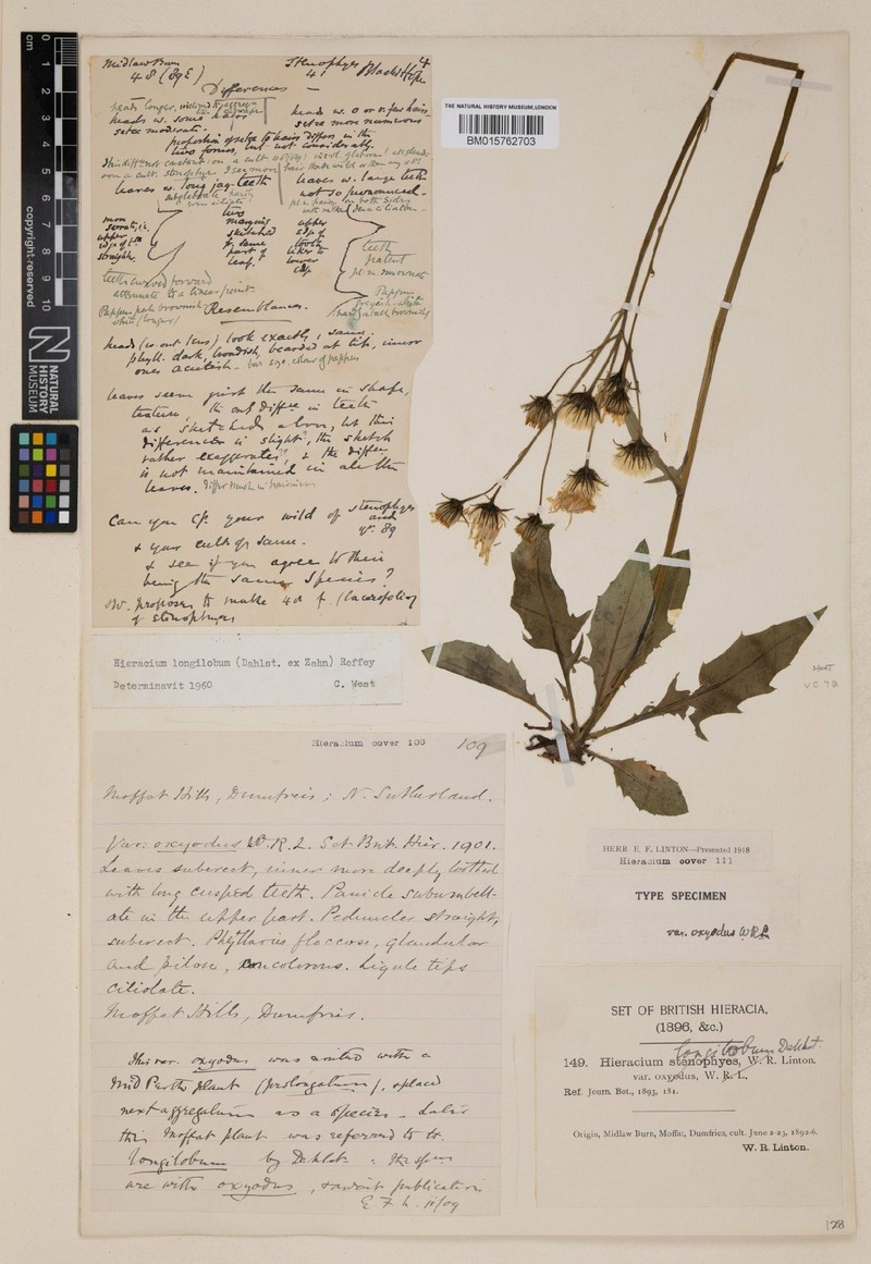 Hieracium longilobum photo 3