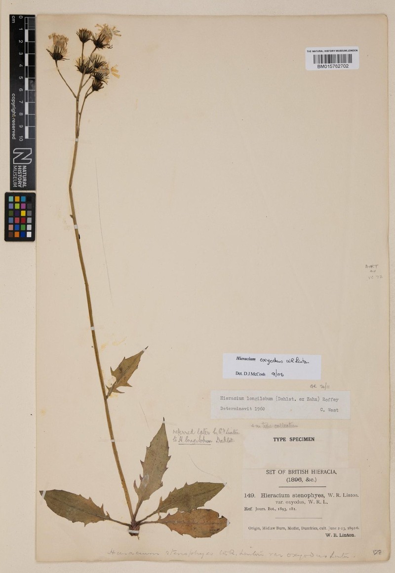Hieracium longilobum photo 4