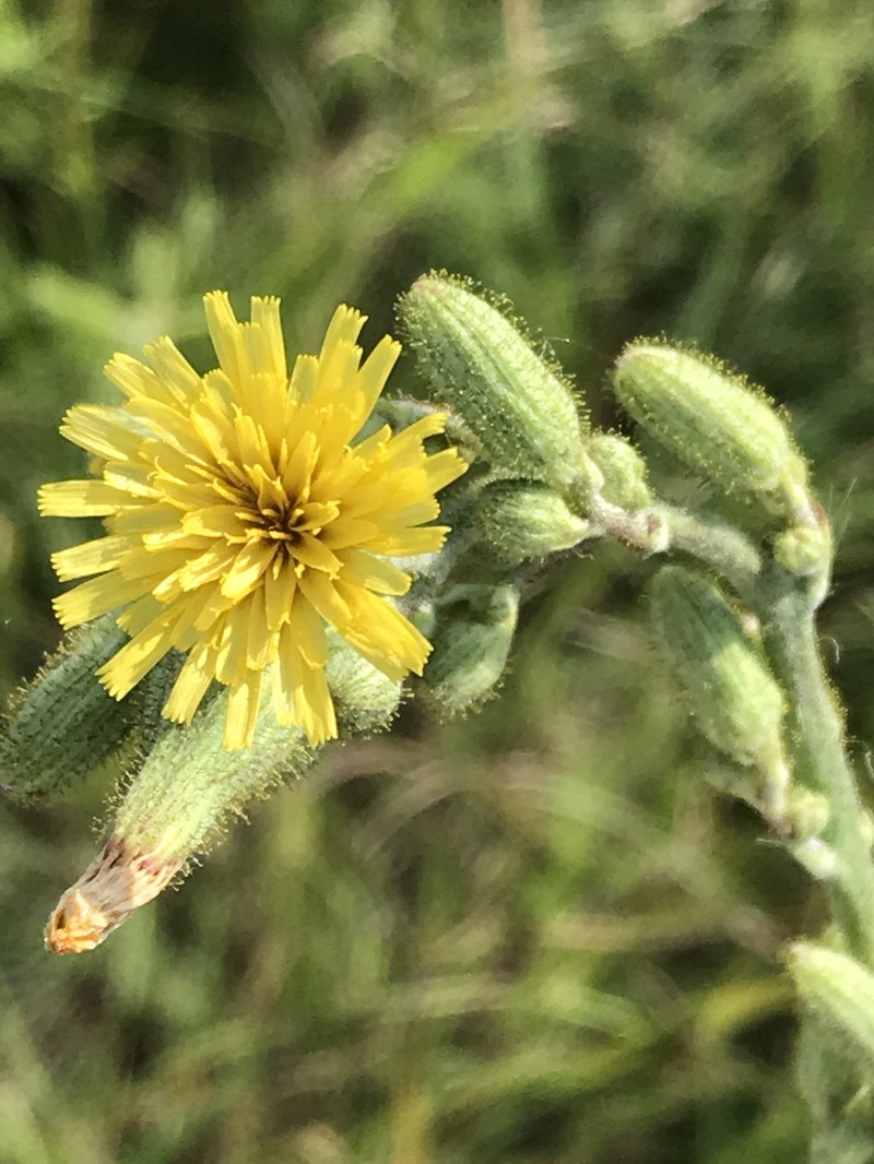 Hairy Hawkweed