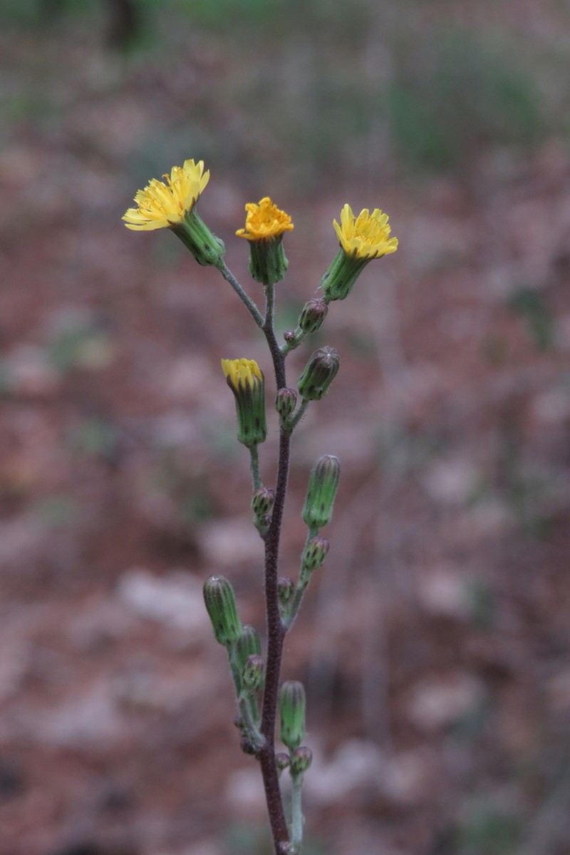 Hairy Hawkweed