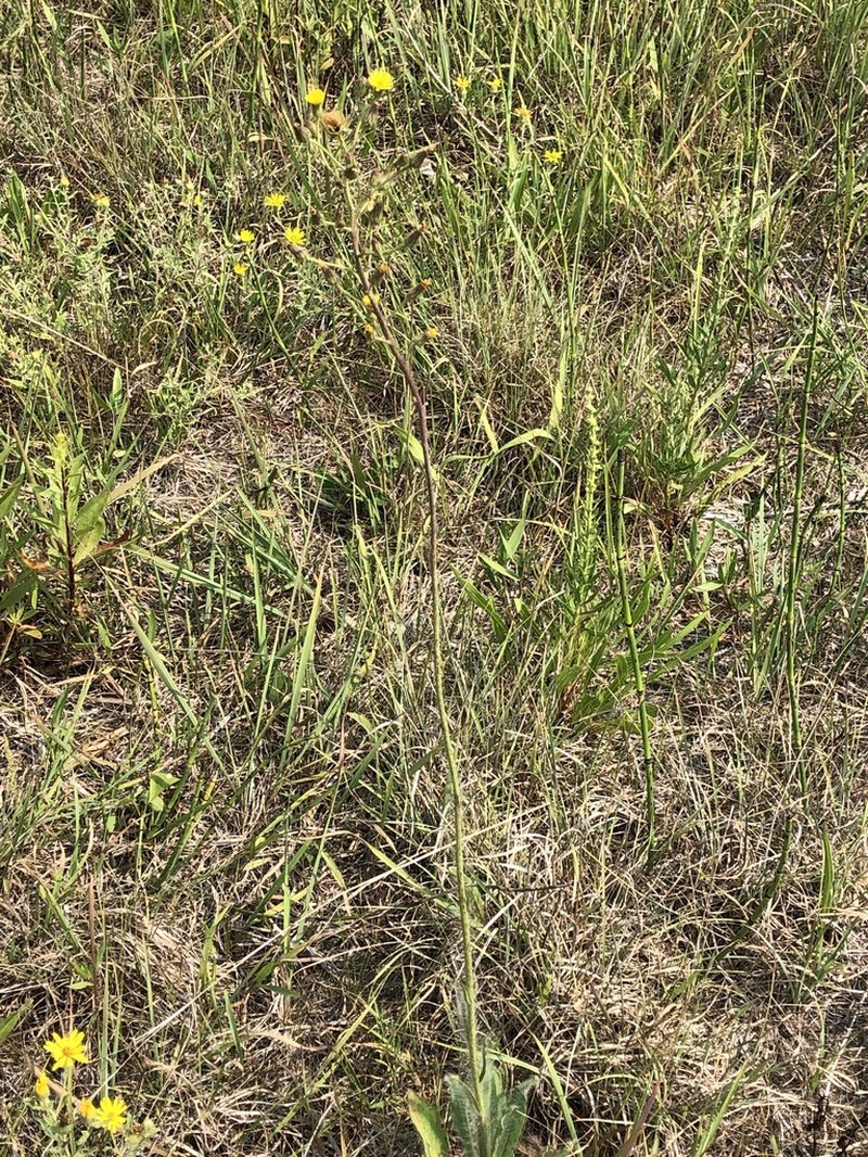 Hairy Hawkweed photo 2