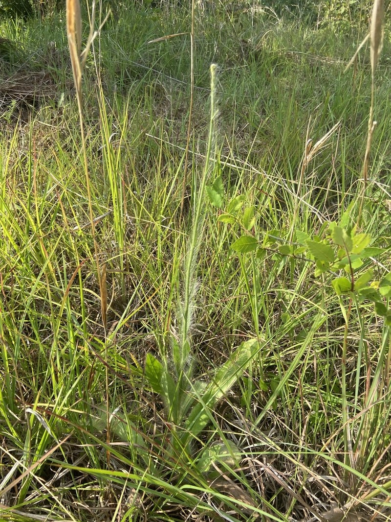 Hairy Hawkweed photo 4