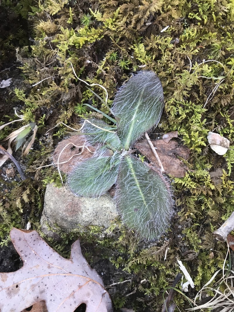 Hairy Hawkweed photo 5