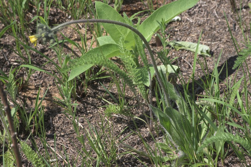 Hairy Hawkweed photo 6