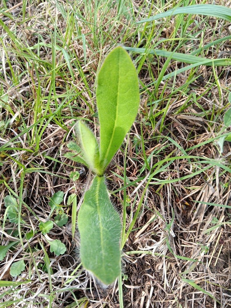 Hairy Hawkweed photo 7
