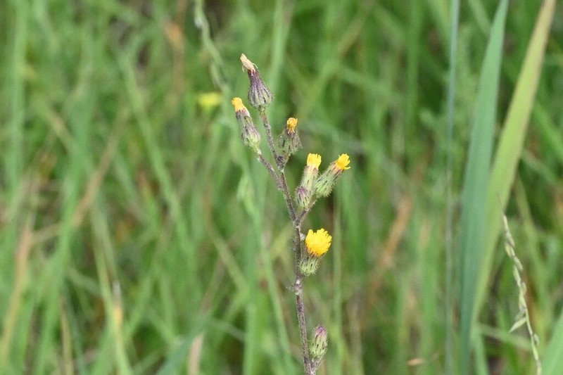 Hairy Hawkweed photo 8