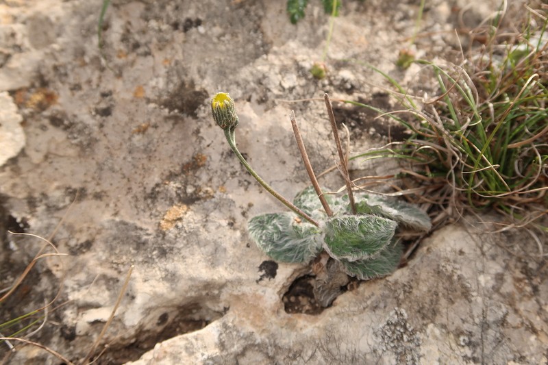 Hieracium loscosianum