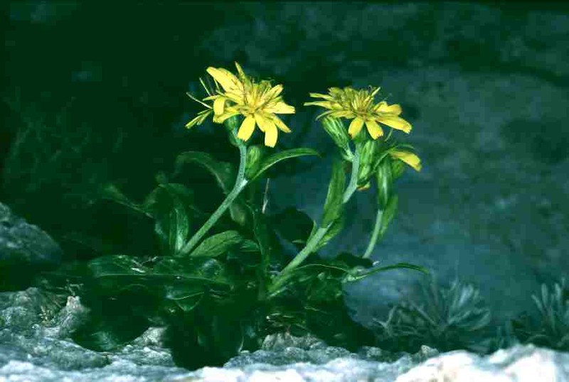 Hieracium lucidum photo 2