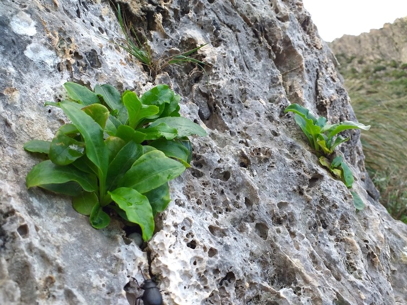 Hieracium lucidum photo 3