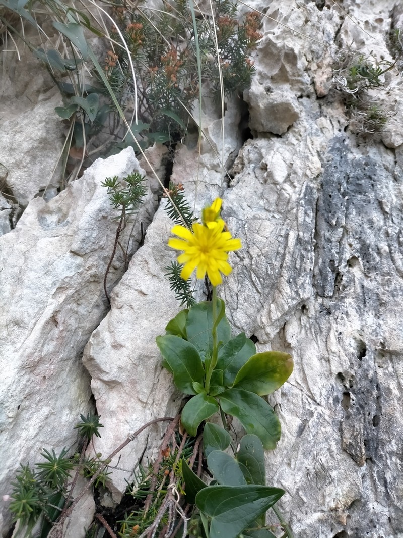 Hieracium lucidum photo 4