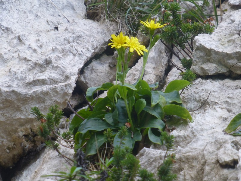 Hieracium lucidum photo 6