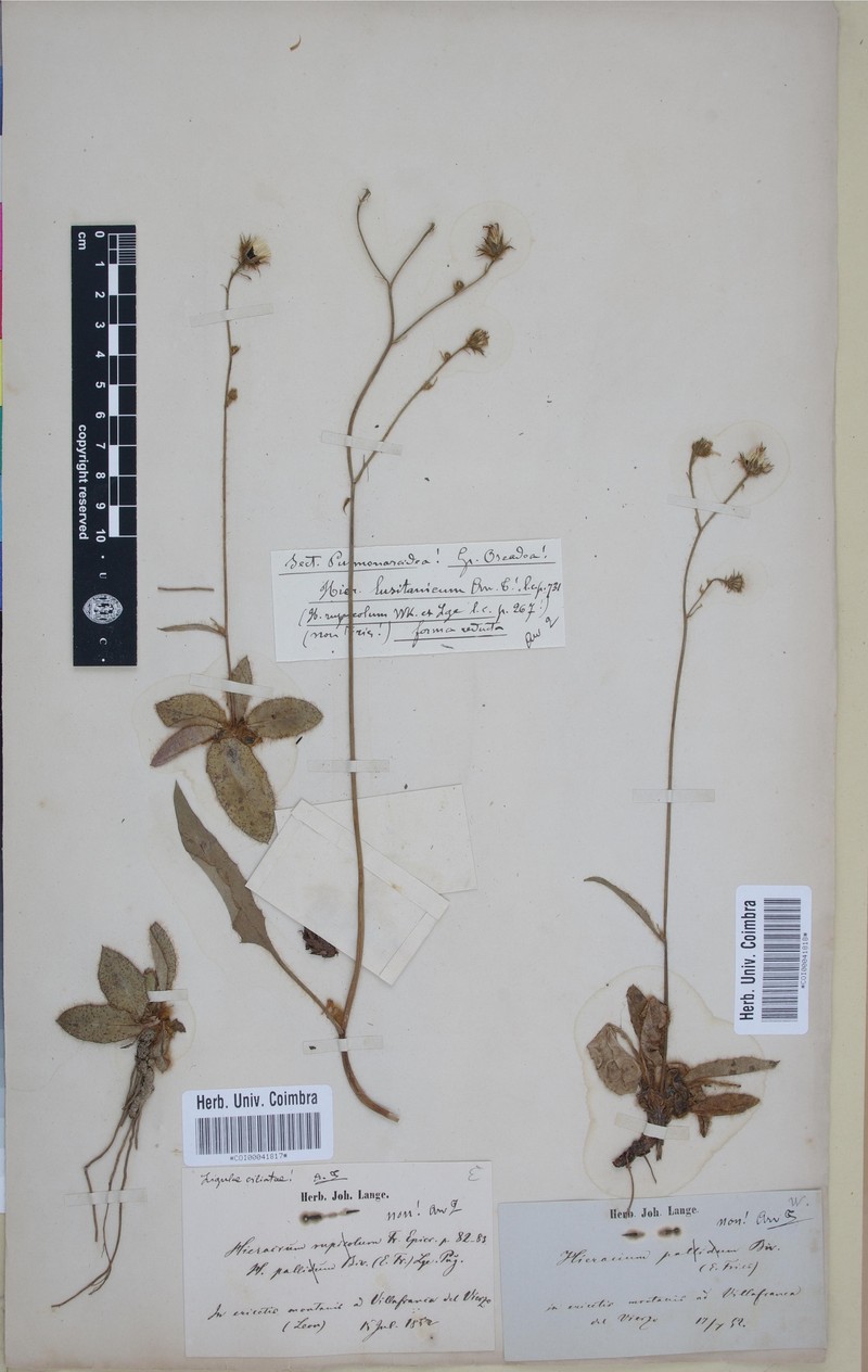 Hieracium lusitanicum