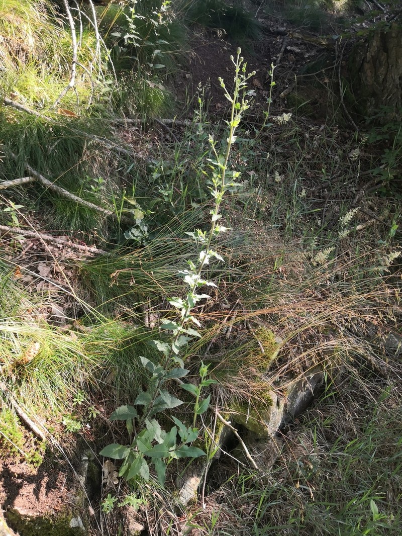 Hieracium lycopifolium photo 2